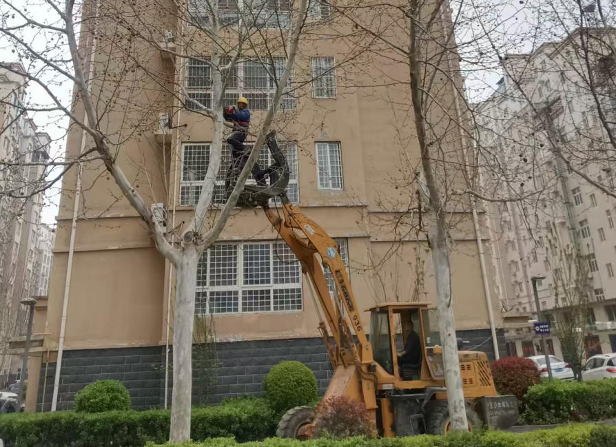 水岸鑫城：春剪法桐正当时，用心服务焕新颜